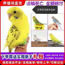 Tiger skin Parrot Bird live bird food talking hand-raised Xuanfeng pet bird live Parrot Cloud spot small baby bird cage