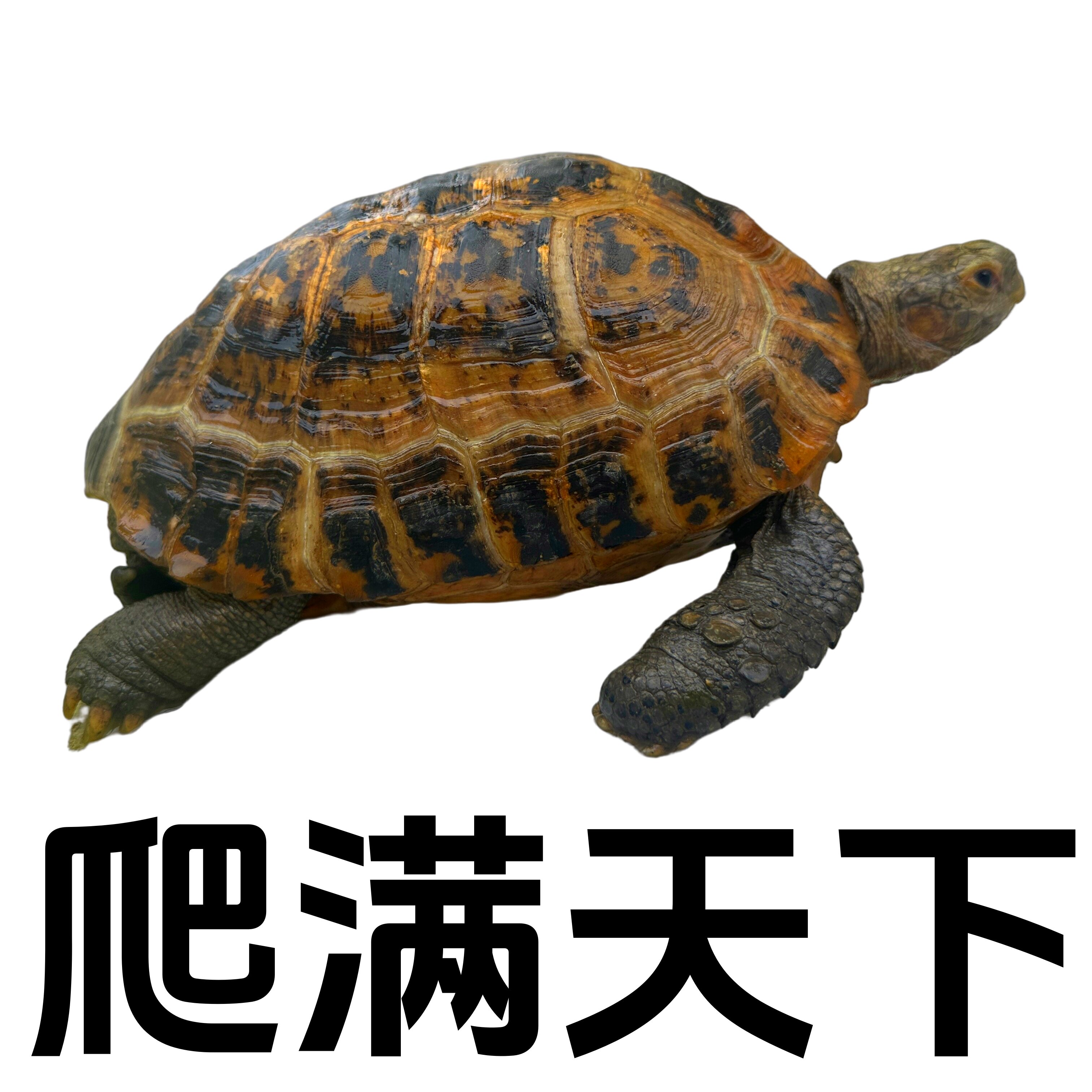 爬满天下的LOGO