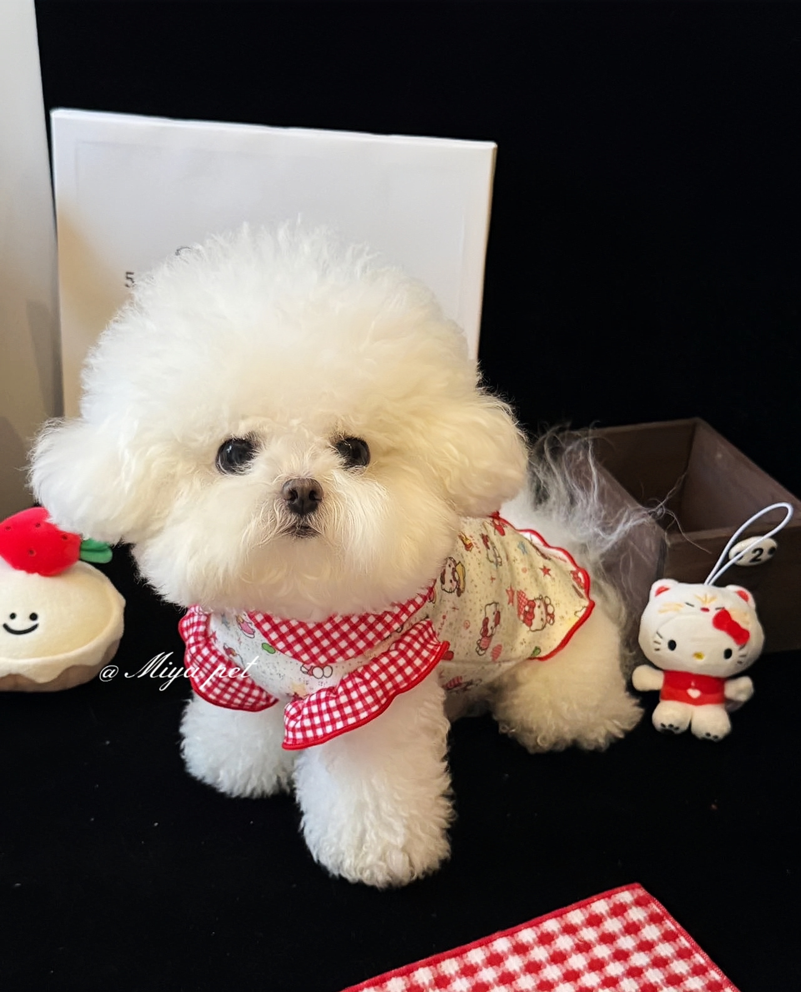 CHARLIE AND FRANK：狗狗鼻子的温柔守护者