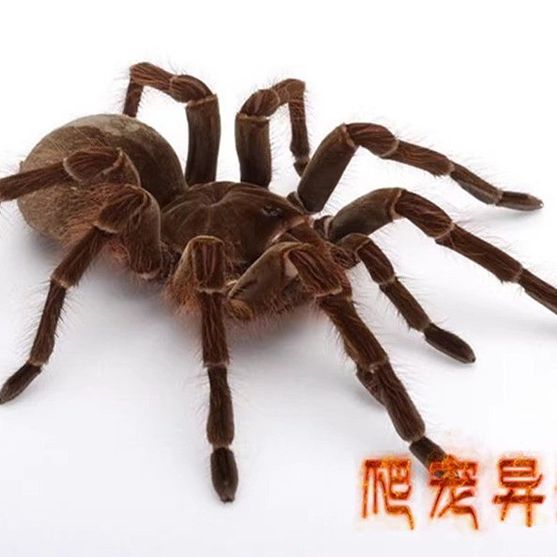爬宠异族捕鸟蛛哥哥的LOGO