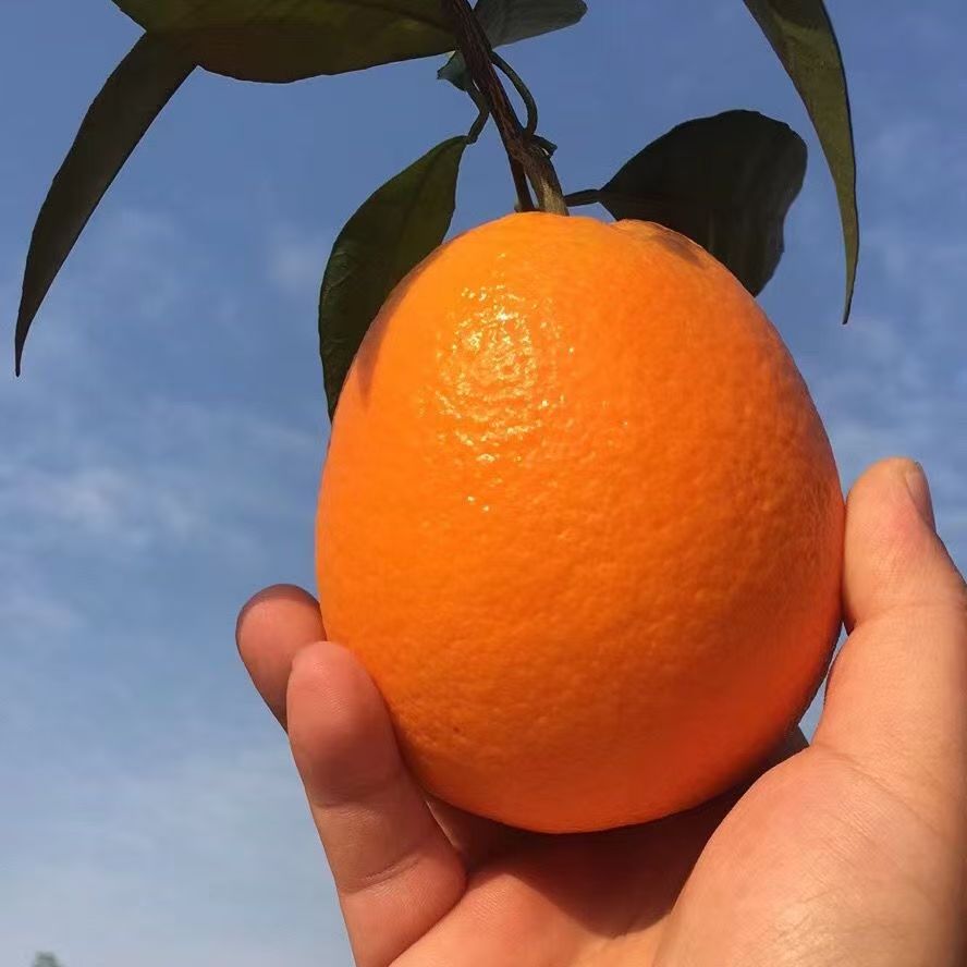 奉节脐橙果园直发的LOGO