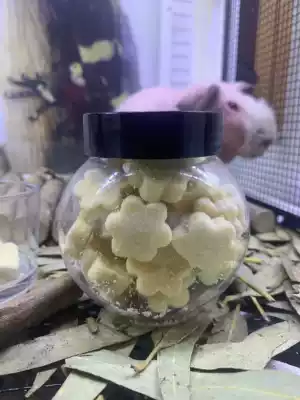 Honey bag glider Groundhog squirrel chinchia Flower Branch mouse Thai small pet biscuit interactive tool