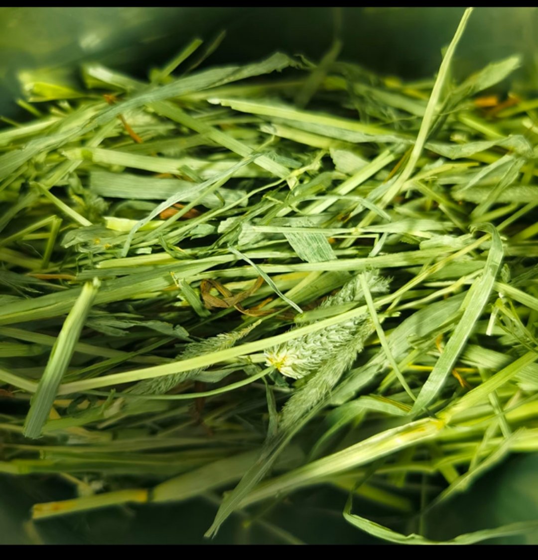 Rabbit Grass Shop American Timothy Grass Anderson Meiti Two Fans One Press Fragrant Green Grass Rabbit Totoro Hay