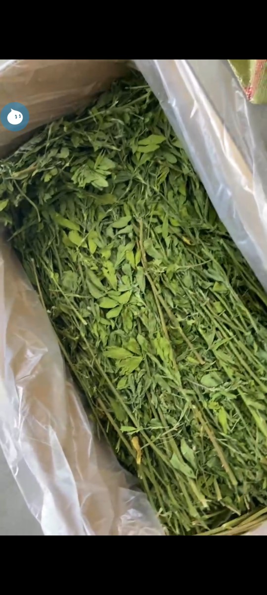 Tutu grass shop 22 years Hebei new alfalfa grass hay rabbit grass young rabbit alfalfa chinchilla purple flower hair weight 2 catties