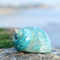 Natural conch shell extra large conch shell imported polished green salamander creative ornaments fish tank landscaping hermit crab