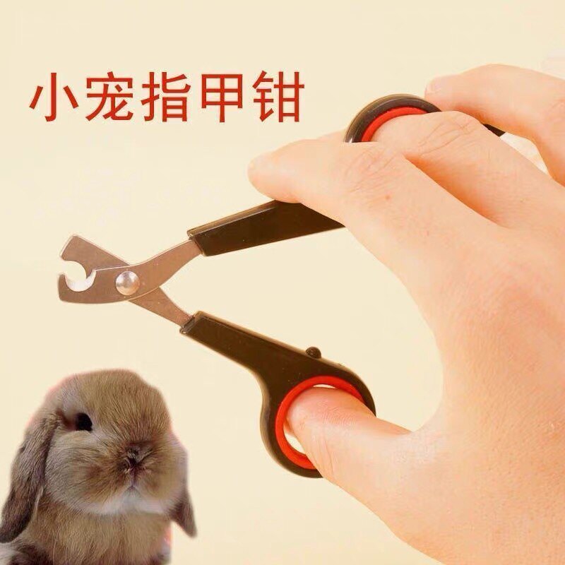 Pet Bunny Cut Nails Pet Puppy Nails Pet Nails Clear Puppies Nails Nails