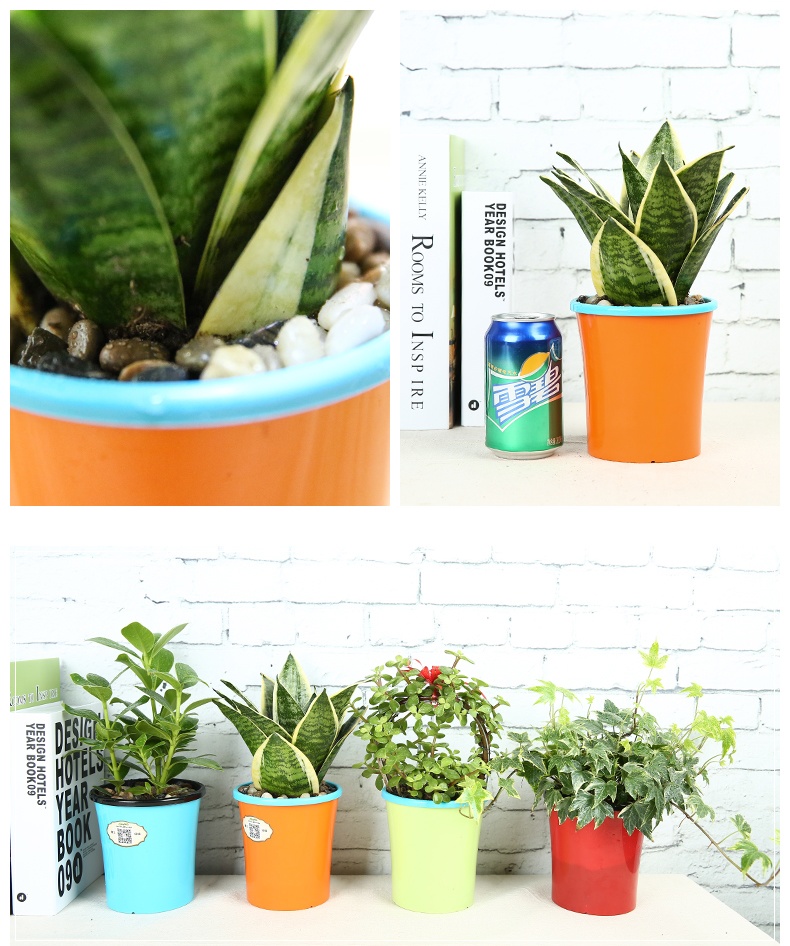 喜艾常春藤虎皮兰带盆栽好绿植小盆栽花卉室内