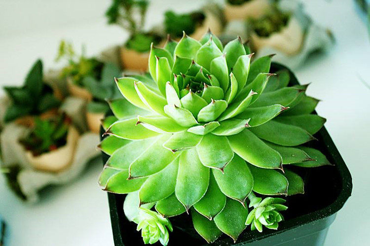 導致徒長的直接原因 竟然是它 淘寶海外