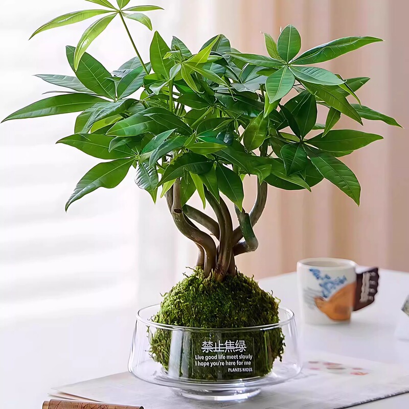 【No Anxiety】Transparent Large-Diameter Glass Vase Hydroponic Moss Ball Money Tree Office Desktop Flower Pot