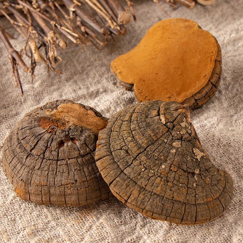 Wild Samhuang Lingzhi Wild Lingzhi Tibetan Mulberry Tree Yellow Cracked Hooch Samhuang 250 Kmulberry Ear Needle Layer Pore Fungus