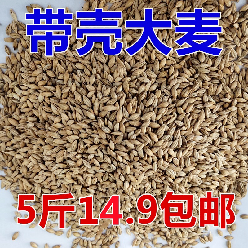 barley northeast barley grain with shell wheat tea raw material germination seedling juice barley grass maltose brewing feed