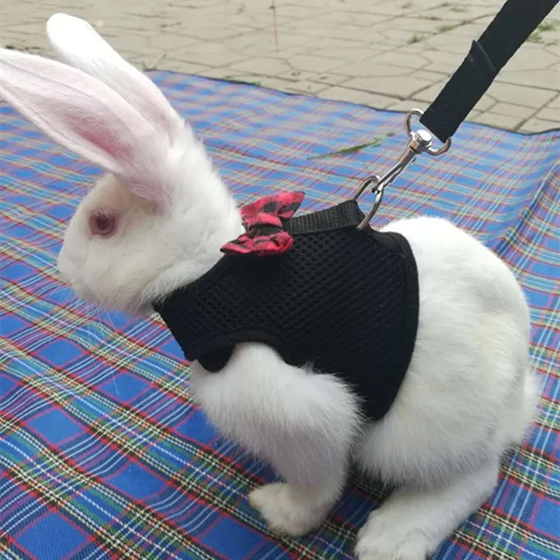 Rabbit traction rope Dragon Cat Hamster Golden Silk Bear Rabbit Rope Chest Holding Baby Bag Chain Sub Rabbit Rope Little Darling Rabbit special
