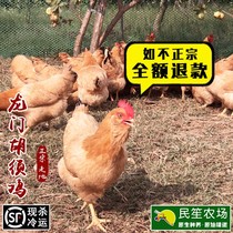 Longmen bearded chicken Farm free-range chicken Walking chicken White cut chicken Fresh grass chicken Old hen moon chicken