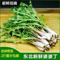 1 catty of Shunfeng Dandong mother-in-law Ding Tohoku Special production Mountain Wild vegetables Fresh dandelion cool vegetables