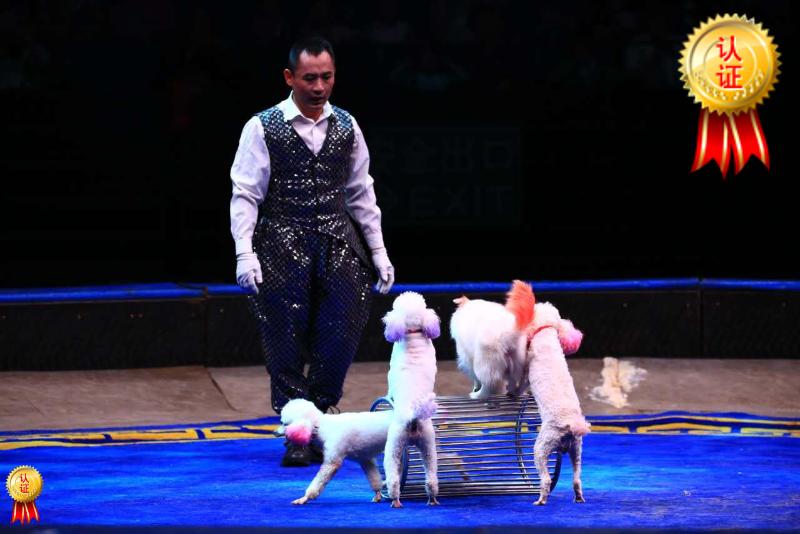 Shanghai birthday party opening annual meeting planning Children's fun training dog show performance Balloon arch background decoration