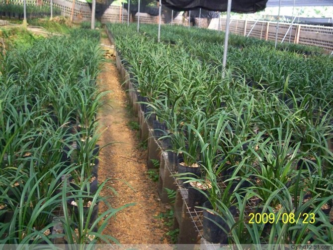Vật tư làm vườn Đất dinh dưỡng Phong lan Nguyên liệu thực vật cao cấp Thích hợp cho tất cả các loại hoa lan 1 túi 7 nhân dân tệ bình tưới cây mini