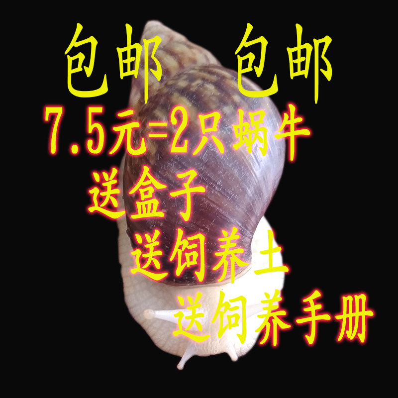 Living pet white jade snails giant giant snail ornamental coeducation kindergarten teaching students small snails breeding dorms