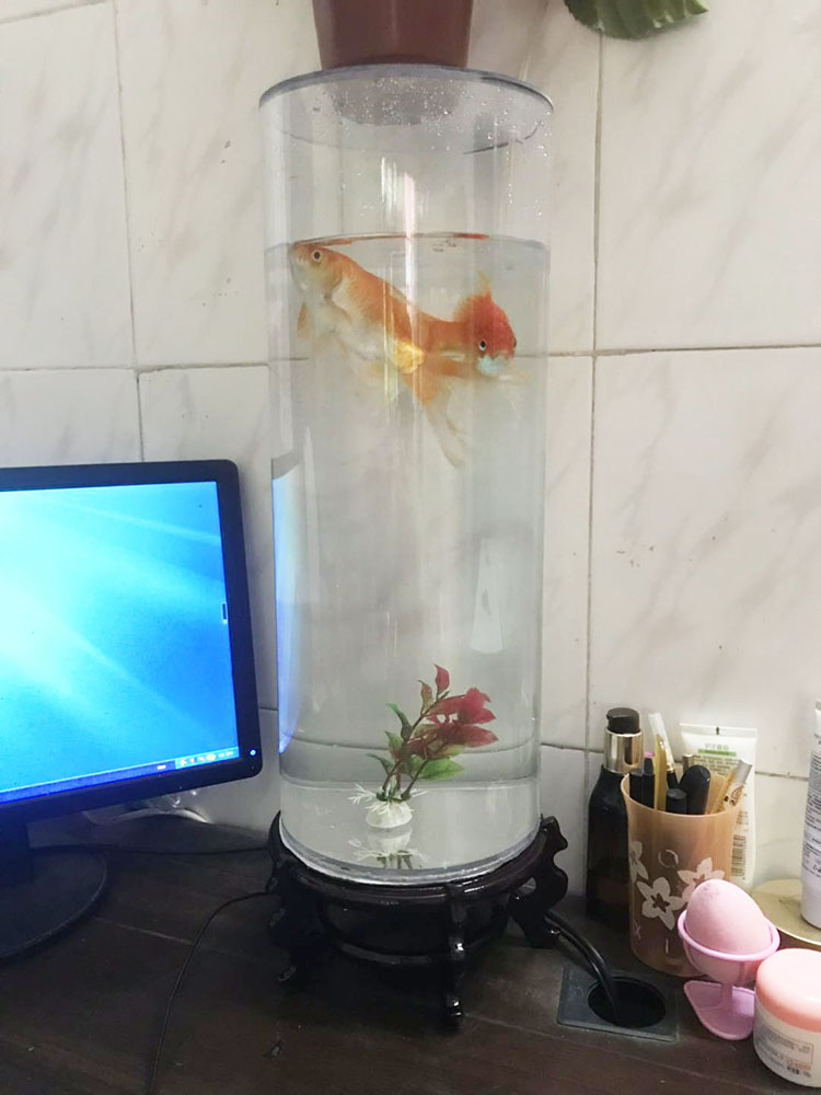 Gold Fish Tank Creative transparent bare cylinder Living room Desktop Home Pendulum Cylindrical Aquarium Small Fish Tank