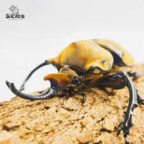 Fur Elephant Large Pocket Beetle Beetle Beetle Beetle Beetle Beetle Beetle Beetle Beetle Beetle Beetle Pet Birthday Present