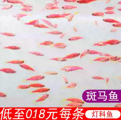 Fish without changing water, goldfish, fish, fish fry, ornamental fish, live and self-raised small fish, live ornamental fish, domestic goldfish
