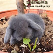 Rabbit Living Things Small White Rabbit Princess Rabbit Small Pet Rabbit Cub dwarf rabbit cooping rabbit with little cup of tea