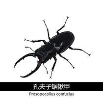 Conff Sawdust Shovels Chia Unicorn Pet Beetle Larvae Larvae Adult Insect Living Shovel Beetle Intoxicating Drunkenness