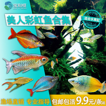 Tropical Ornamental Fish Fry Congo Beauty Yanson Pigeon Electro Light Stone Mermaid Living Grass-cylinder Scenery Group Tours Fresh Water