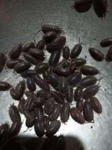 Now Catch Live Mouse Worm Living Watermelon Worm Tide Worms Students Bio-Experimental Living Bag Live 20 Only