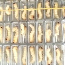 Large size Chai Worm Living Sky Bull Larvae Rich In Protein Peworm Corn Worm Painting Brow Worm Birds birds Birds Feed