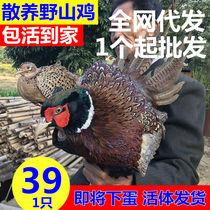 Living Seven colorful mountain chickens are about to go down the egg pack to live home to the farmhouse Scattered Seven Colorful Mountain Chicken Alive Products For Generations To Come.