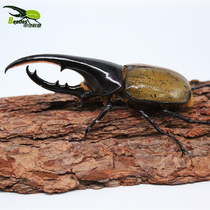 Long-dent bites DHH DHL DHS DHP DHE larvae have other bites like warrior gods and others