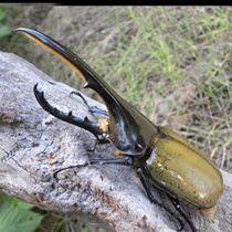 Long Dent Large Pocket Worms DHH One Age Three Age Large Beetle Pet Adult Worms Larvae Coarse Horns Pedigree Pedigree Sea Gilies