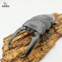 Balawan Giant Flat Shovel Shaped Insect Epic Special Color Flower Gold Tortoise Beetle Beetle Pet Birthday Present