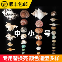 Natural shell sea snail shell pinning crab spare replacement shell swing piece to decorate fish tank building material thirteen Play water family