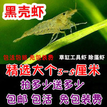 Selection of large black shell shrimp water ethnic tool shrimp with algae and shrimp turtle feed cleaning shrimp ornamental shrimp package live