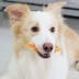 Dog Snacks Chicken ức Teddy Golden Retriever Puppy Chicken 800g Dog Snacks Molar Rod Pet