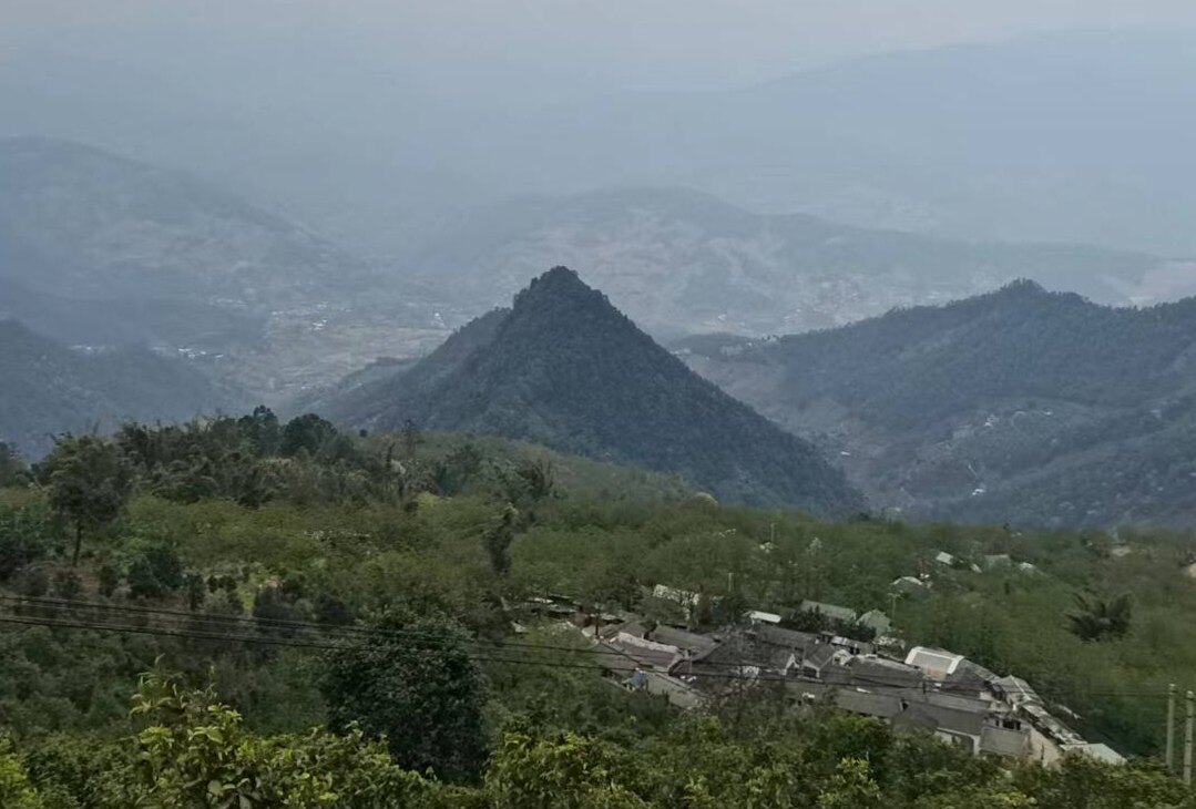 南香子茶叶