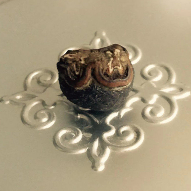 Ex-gratia dosing royal sturdy strong son rare and hidden for the Schleitägäu box