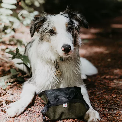 Pet Cat и собака складывает портативную миску Wildbeest Американский импортный дизайнерский холст.