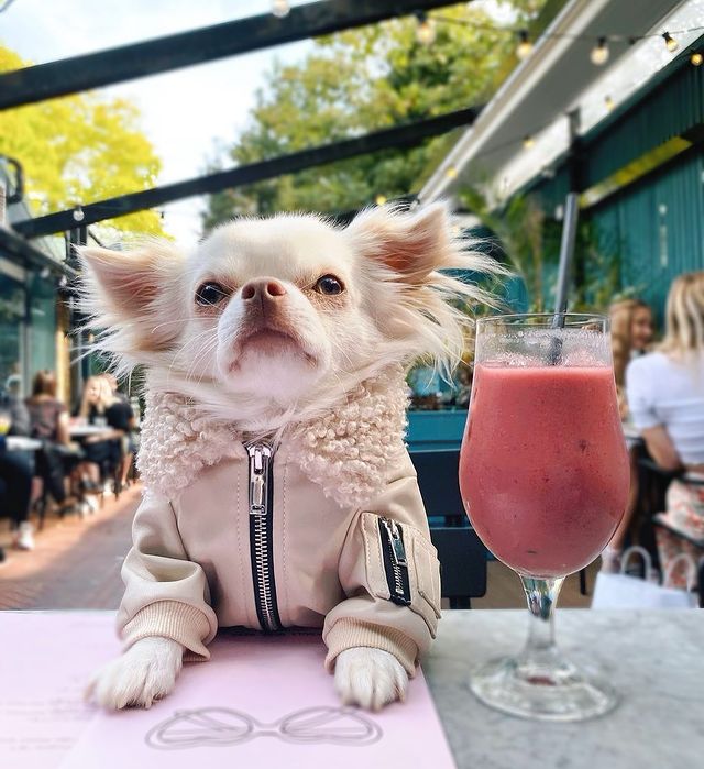 Fur leather jacket British Over Glam coat Autumn and winter trend of large and small dogs Greyhound fighting