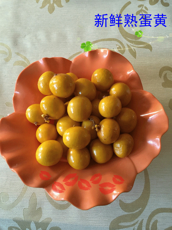 Trứng tươi nấu chín vàng trứng 5 kg thú cưng ăn nhẹ tự nhiên làm đẹp bán ướt thức ăn cho chó thức ăn cho mèo - Đồ ăn vặt cho chó pate chó