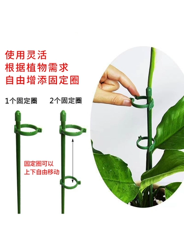 Растения зафиксированы против проникновленной цветочной полки, садовая поддержка одноразовая садовая садовая садовая роза Гидрага, поддерживающая цветочная кронштейна