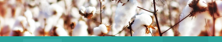 Золотая сталь ноги_100.jpg