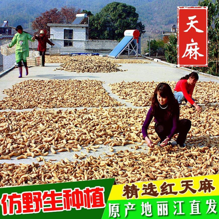 Gastrodia Yunnan Lijiang Imitation Wild Gastrodin 500 gr Tgrade No Sulphur Zhaotong Small Grass Dam of Gastrodia Powder Red Gastrodia