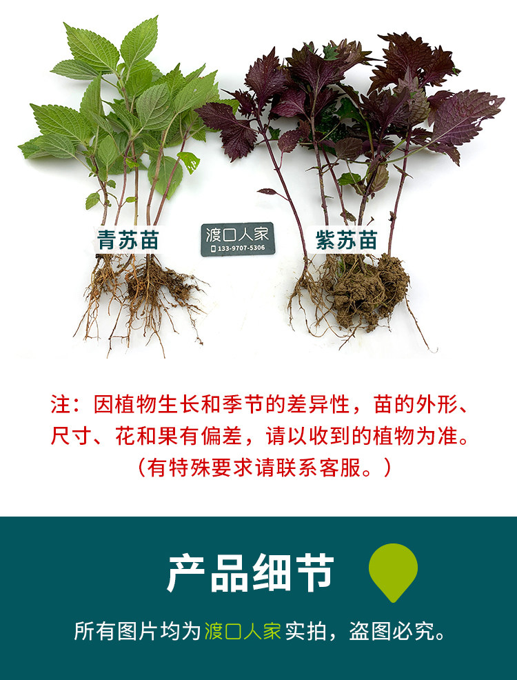 紫蘇苗卷葉回回蘇盆栽食用藥用四季陽臺很香蘇子葉種子蘇子苗綠蘇