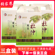 Hunan Impression Zhangjiajie specialty Eucommia buds deep mountain wild ancient tree Eucommia tea (three boxes)