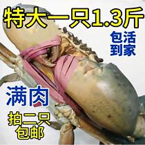 You can take photos of only 2) Super large wild sea-caught male crabs meat crabs wrapped live fresh extra large sea crabs male crabs mud crabs