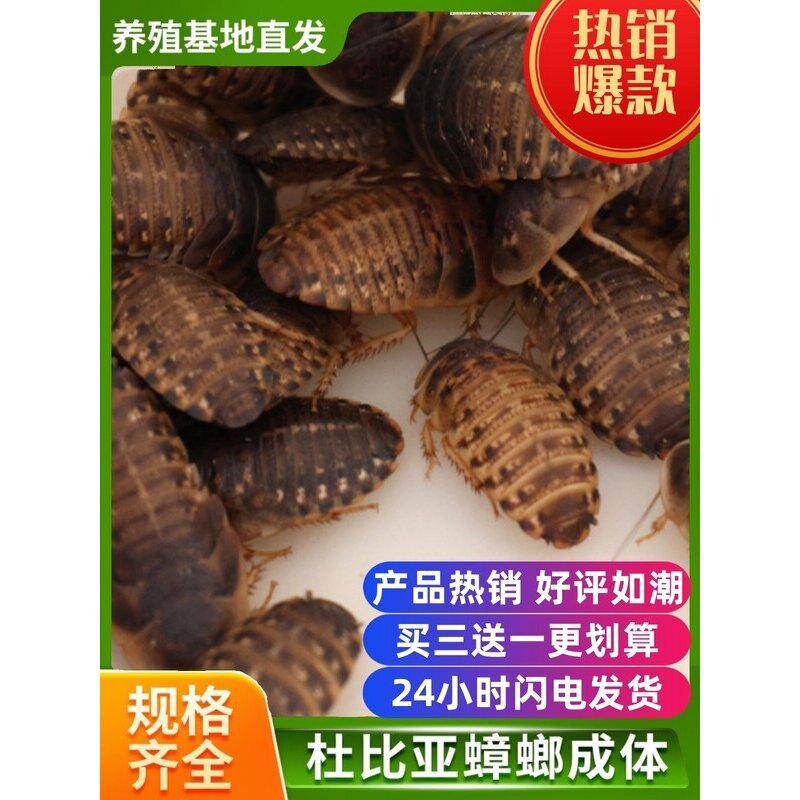 爬宠物活体饲料大全的LOGO