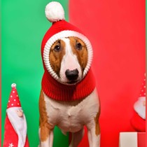 Pet autumn and winter woolen hat autumn and winter windproof dog and cat hat big dog fat dog French Dou Shiba Inu Labrador