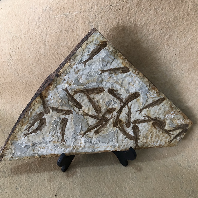 Fish Fossil: Liaoxi Chaoyang Ancient Life Wolffin Fish Fossil Original Stone Ornamental Stone Science Popularization Collection Display Piece Fish Fossil: Liaoxi Chaoyang Ancient Life Wolffin Fish Fossil Original Stone Ornamental Stone Science Popularization Collection Display Piece